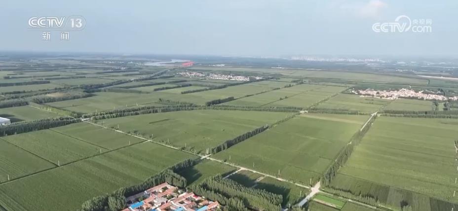 “濟麥”“齊黃”“登海”等優(yōu)質(zhì)品種多次刷新全國高產(chǎn)紀錄(圖5)