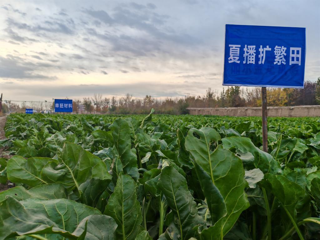 我國甜菜種子丸?；庸ぜ夹g取得重要突破(圖1)