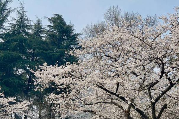 武漢櫻花什么時(shí)候開 武大櫻花2024年什么時(shí)候開放