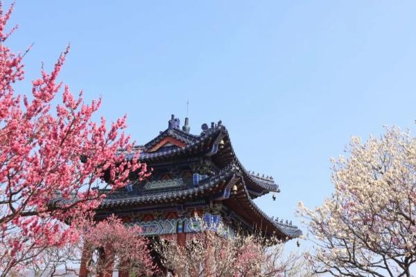 南京梅花節(jié)2024是什么時(shí)候開始