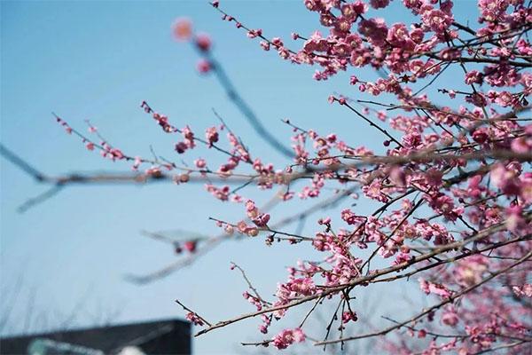 2024超山梅花節(jié)時(shí)間+門票+攻略