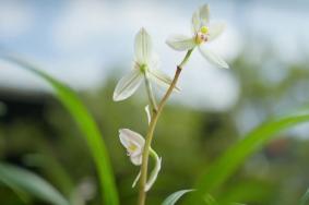 第31屆中國（維西）蘭花博覽會舉辦時(shí)間和舉辦地點(diǎn)