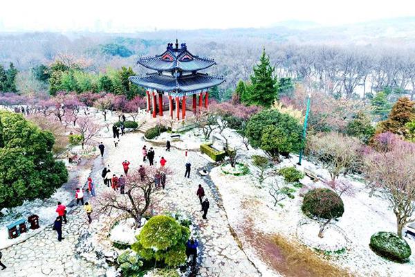 2024南京國際梅花節(jié)時間+地點(diǎn)+攻略