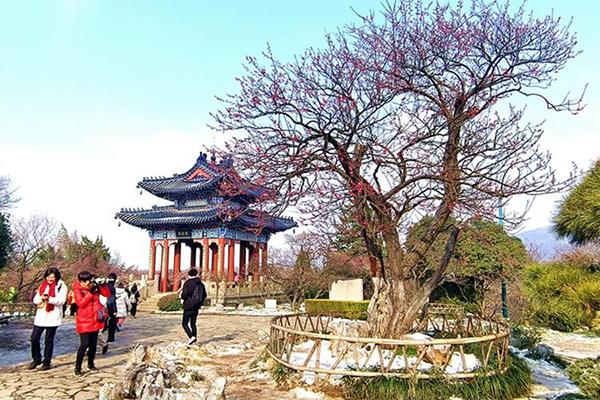 2024南京國際梅花節(jié)時間+地點(diǎn)+攻略