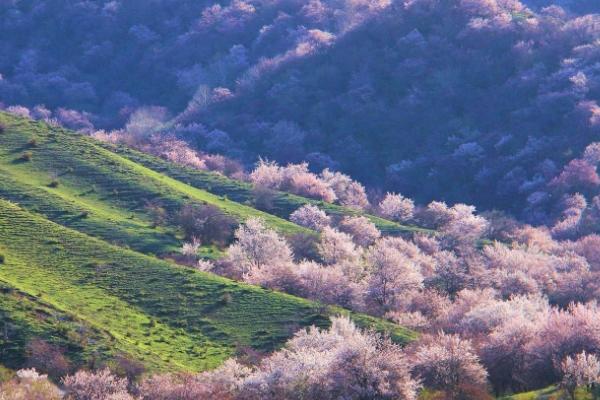 帕米爾高原的杏花什么時(shí)候開(kāi)