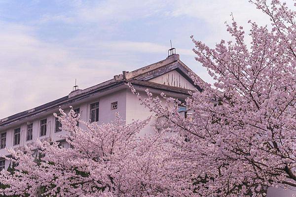 2024武大櫻花預(yù)約官網(wǎng)地址、門票及開放時間介紹