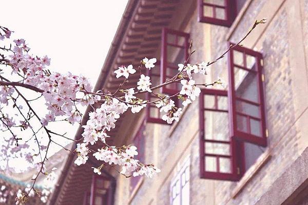 2024武大櫻花預(yù)約官網(wǎng)地址、門票及開放時間介紹