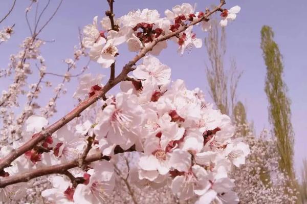 2024吐魯番杏花什么時(shí)候開(kāi)放