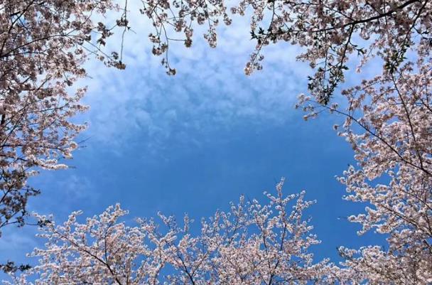 韶關(guān)櫻花谷花開(kāi)了嗎現(xiàn)在