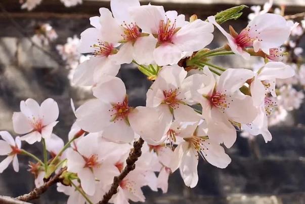 韶關(guān)櫻花谷花開(kāi)了嗎現(xiàn)在