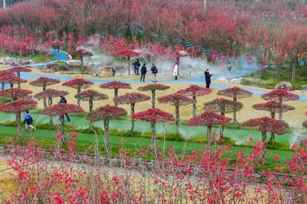 問(wèn)花村門(mén)票價(jià)格2024年