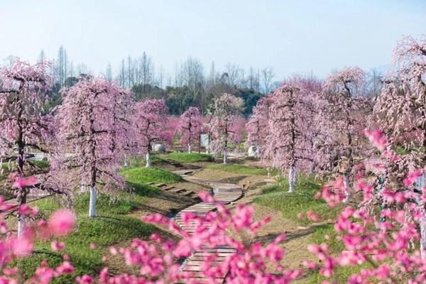 問(wèn)花村門(mén)票價(jià)格2024年