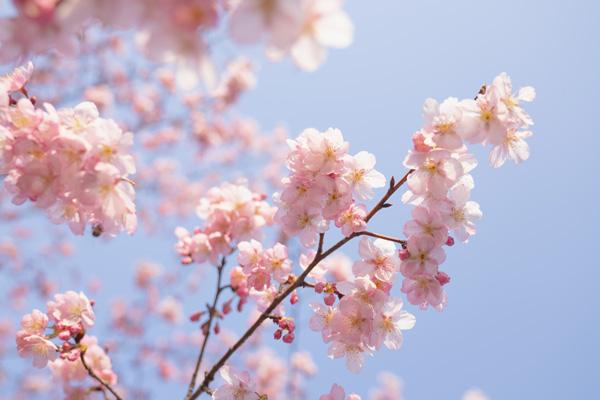 2024上海櫻花節(jié)什么時(shí)候開(kāi)始