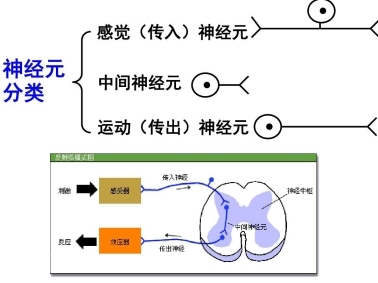 警惕“無(wú)效補(bǔ)鈣”：液體鈣成補(bǔ)鈣黃金搭檔(圖2)